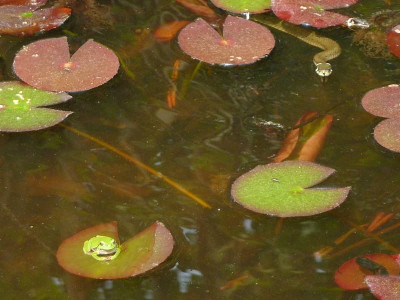 Laubfrosch und Schlange.jpg