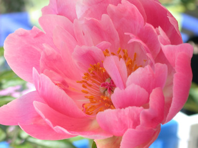 Coral_Charme_0317_89.jpg