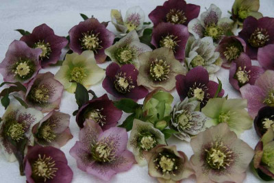 Helleborus3413a.jpg