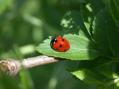 Marienkafer_26259_91.jpg