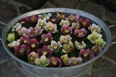 Helleborus3613.jpg
