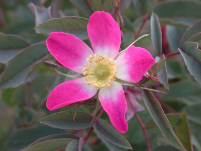 Rotblatt-Rose_glauca_T_26856_89.jpg
