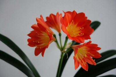 Klivie mit multipetalen Blüten3 - 2.2.2016.jpg