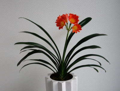 Klivie mit multipetalen Blüten2 - 2.2.2016.jpg