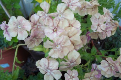 100_0378_Phlox_Creme_Brulee.jpg