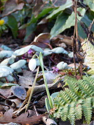 2016-02-03 Galanthus 'Hippolyta'.jpg