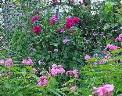 Verbena bonariensis  im September.jpg