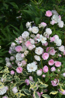 Rose-MozartsLady.15-4.jpg