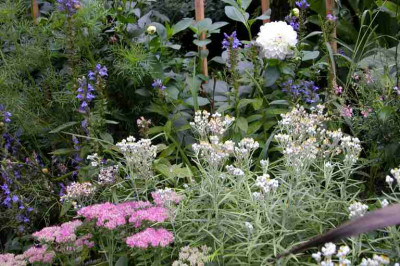 Sedum_u_Dahlie.jpg
