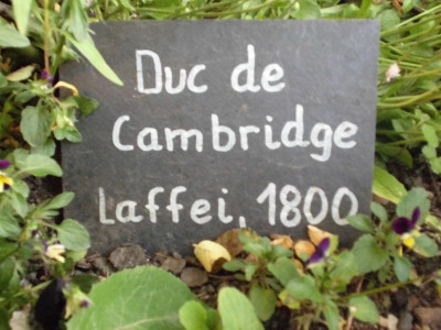 DucdeCambridgeTafel.JPG