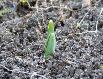 2016-02-03 Galanthus 'Godfrey Owen'.jpg