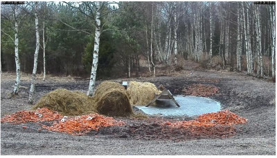 Rotwildkamera 5- 6.2.2016jpg.jpg