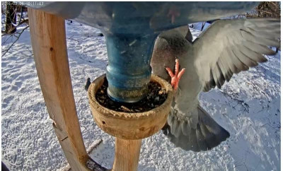 Vogelfütterung2.jpg