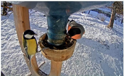 Vogelfütterung3.jpg