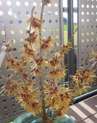 2016-02-06 Hamamelis 'Aurora'.jpg