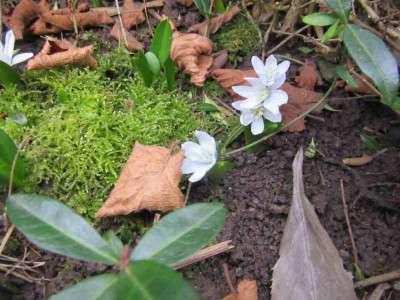 Scilla eisblau.jpg