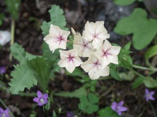 Phlox_Creme_Brulee01.jpg