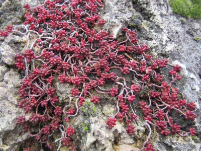 Sedum CC.jpg