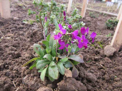 Arabis blebh.jpg
