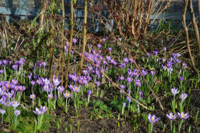 Crocus_tommasinianus.16-1.jpg