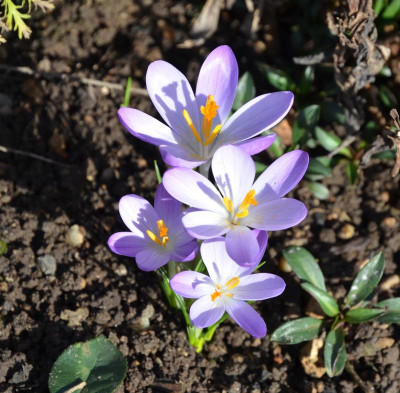 Crocus_tommasinianus.16-2.jpg