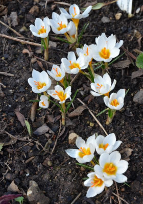 Crocus_sieberi-BowlesWhite.16-1.jpg