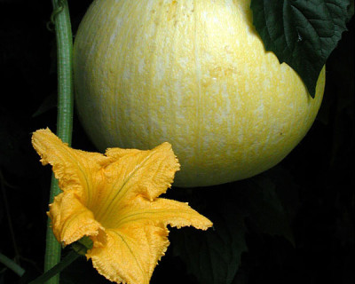 meloneklein.jpg