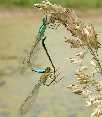 Ischnura_elegans_-_Grosse_Pechlibelle_05.jpg