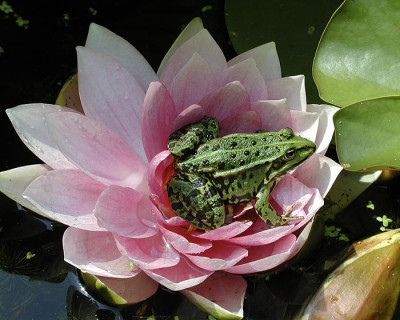 froschklein.jpg