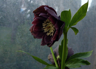 helli double picotee reverse.jpg