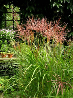 Miscanthus-Ferner-Osten-0906.jpg