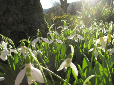 Galanthus elwesii 20160206_03.jpg