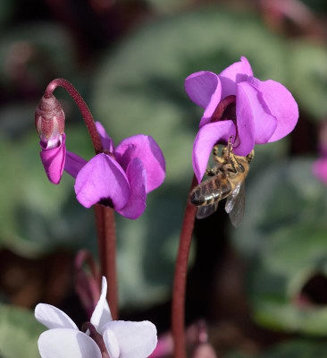 DSC_0280-Cyclamen-coum-Biene_001.JPG