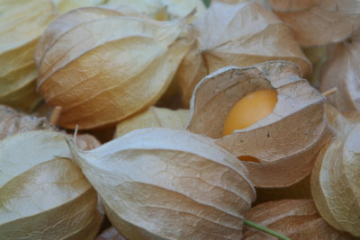 Physalis-Sep-01.jpg