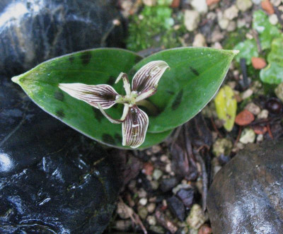 Scoliopus   ...  7.2.16 002.jpg