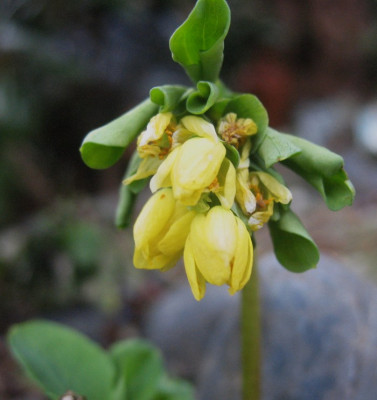 Gymnospermium altaicum ...  7.2.16 022.jpg