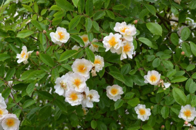 Rose-Trier.15-1.jpg
