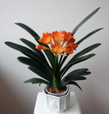 Nakayama compact multipetal x Hattori super compact multipetal1.jpg