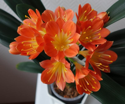 Nakayama compact multipetal x Hattori super compact multipetal2.jpg