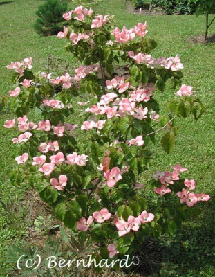 cornus_kousa_satomii_3.jpg