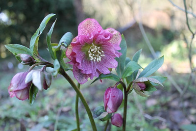helleborus gemüseg.links 6.2.16.JPG