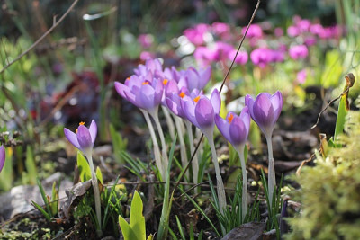 Crocus tommasinianus 6.2.16.JPG