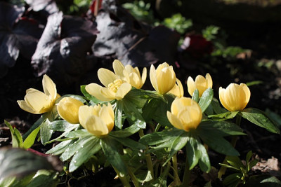 Eranthis hyemalis Schwefelglanz 6.2.16.JPG
