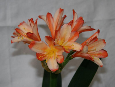 IMG_3624 neue Clivia.jpg