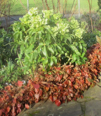 Helleborus argutifolius 080216.jpg
