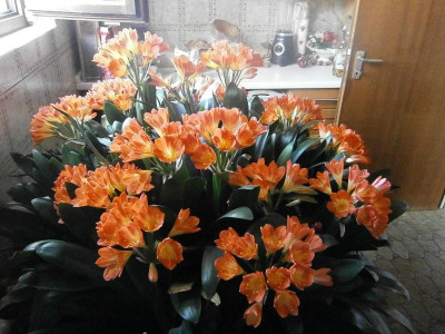 Blüte Rosenmontag 010.JPG