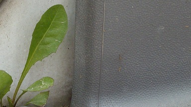 ALIM4709 - Kopie.JPG