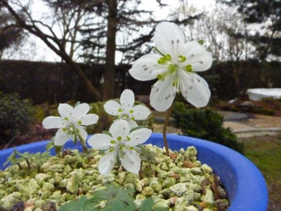 Eranthis byunsanensis 9.2.2016.jpg
