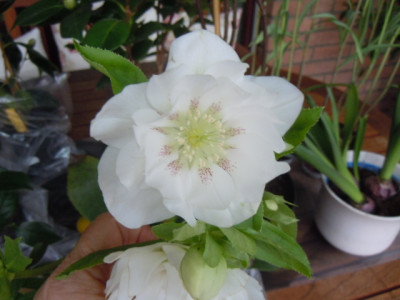 Helleborus Double White.JPG