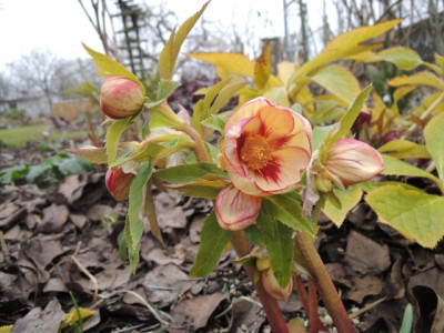 DSCN9199_1174.JPG